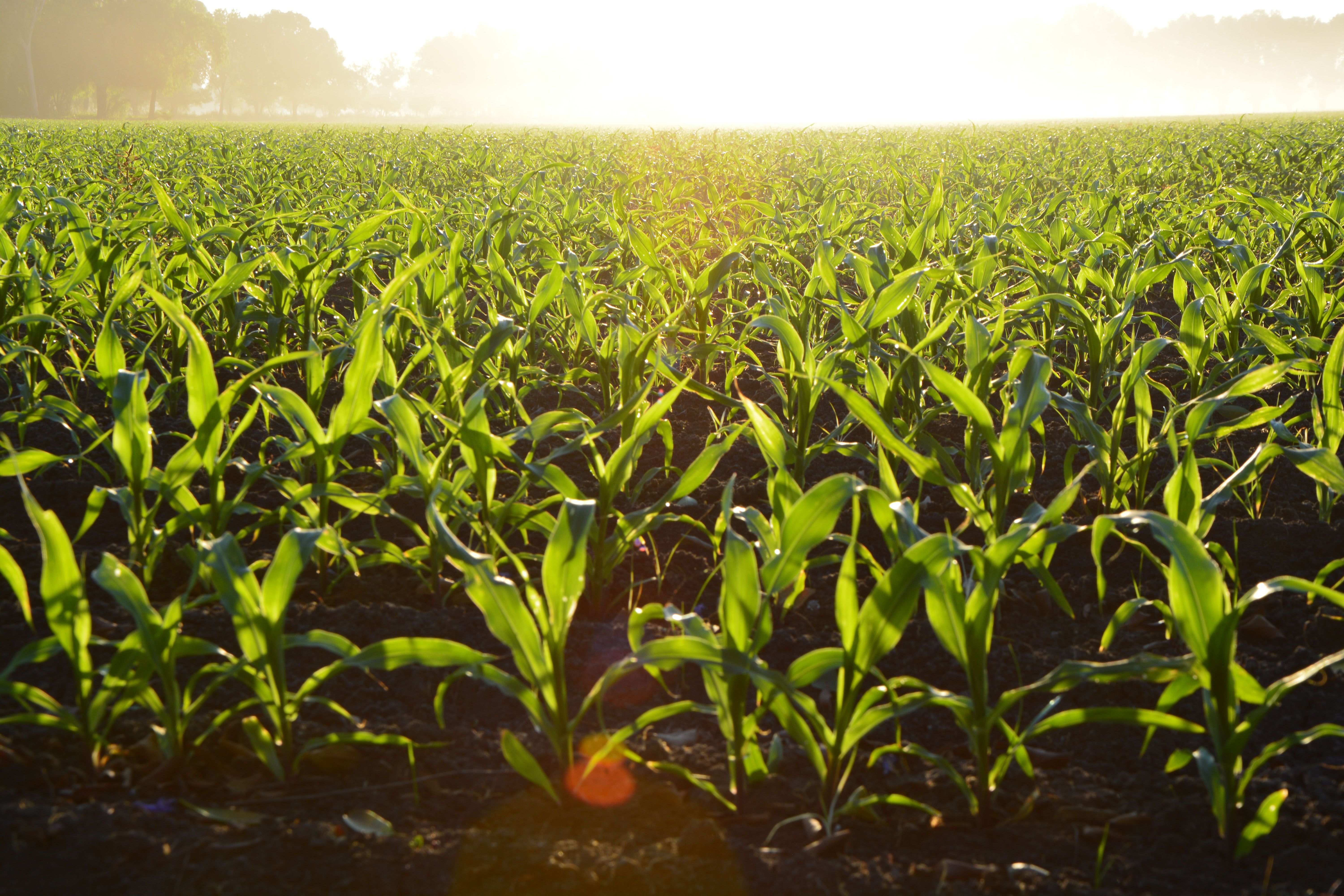 bioestimulantes agricultura ecologica