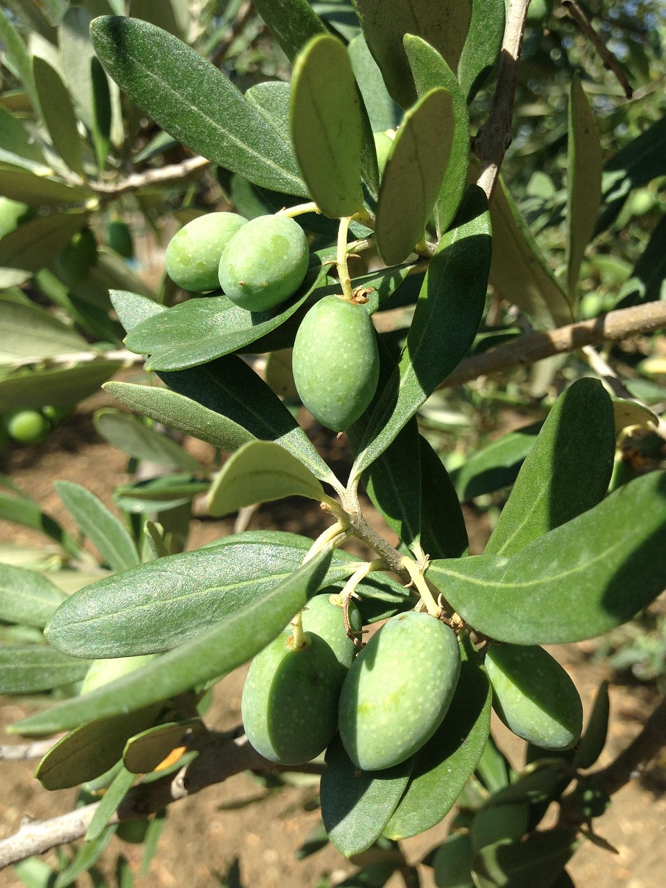 Uso de Bioestimulantes en Olivos