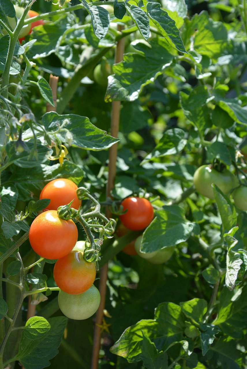 Planta de tomate con raíces desarrolladas tras tratamiento con microalgas