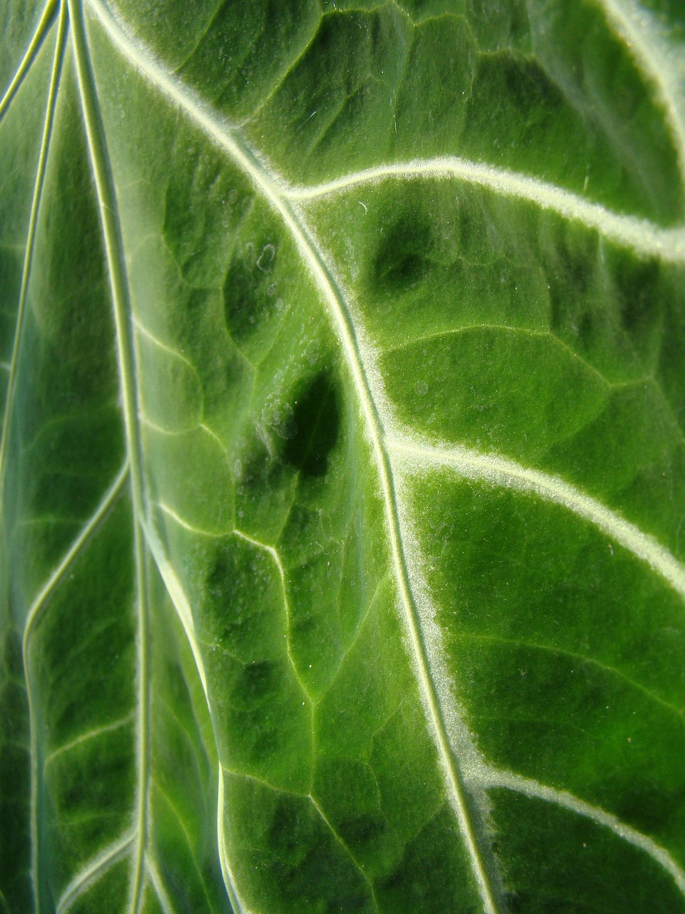 ¿Qué son las microalgas y cómo actúan como bioestimulantes?