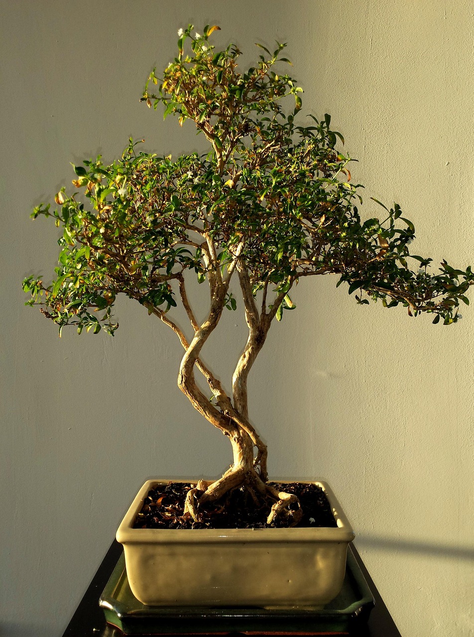 Raíces de planta absorbiendo nutrientes con algas unicelulares