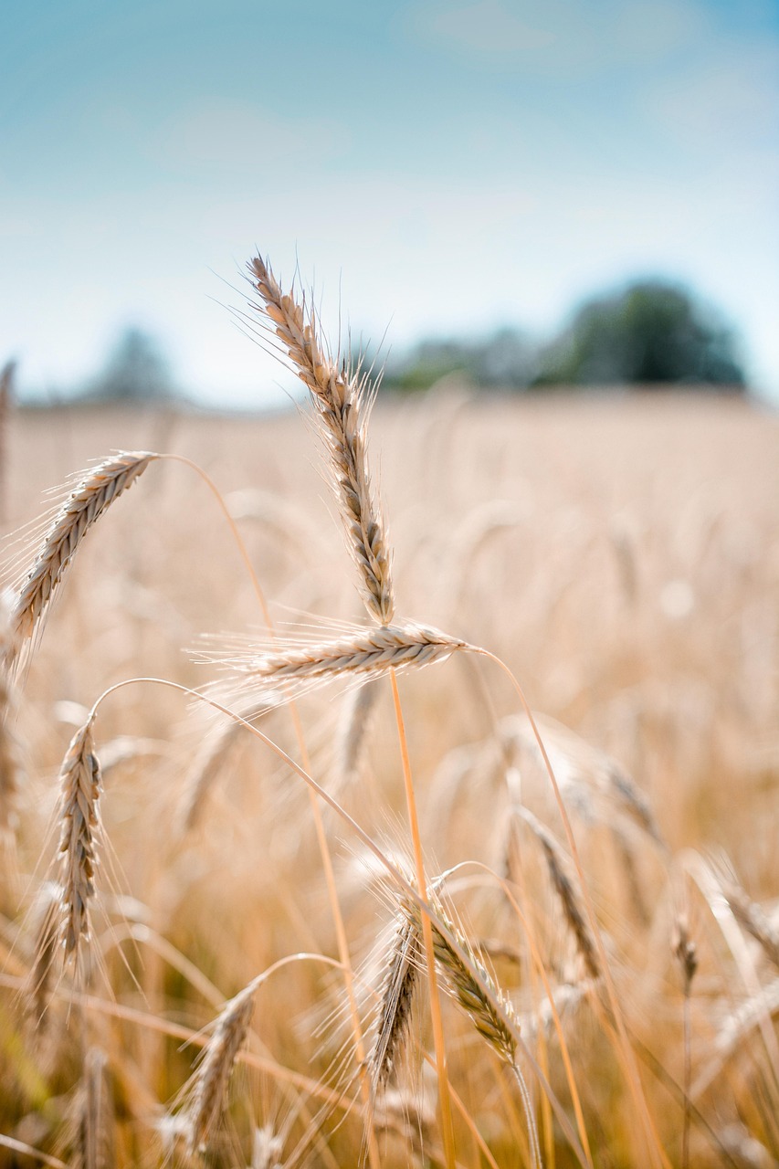 Estrategias agronómicas para mitigar el estrés térmico