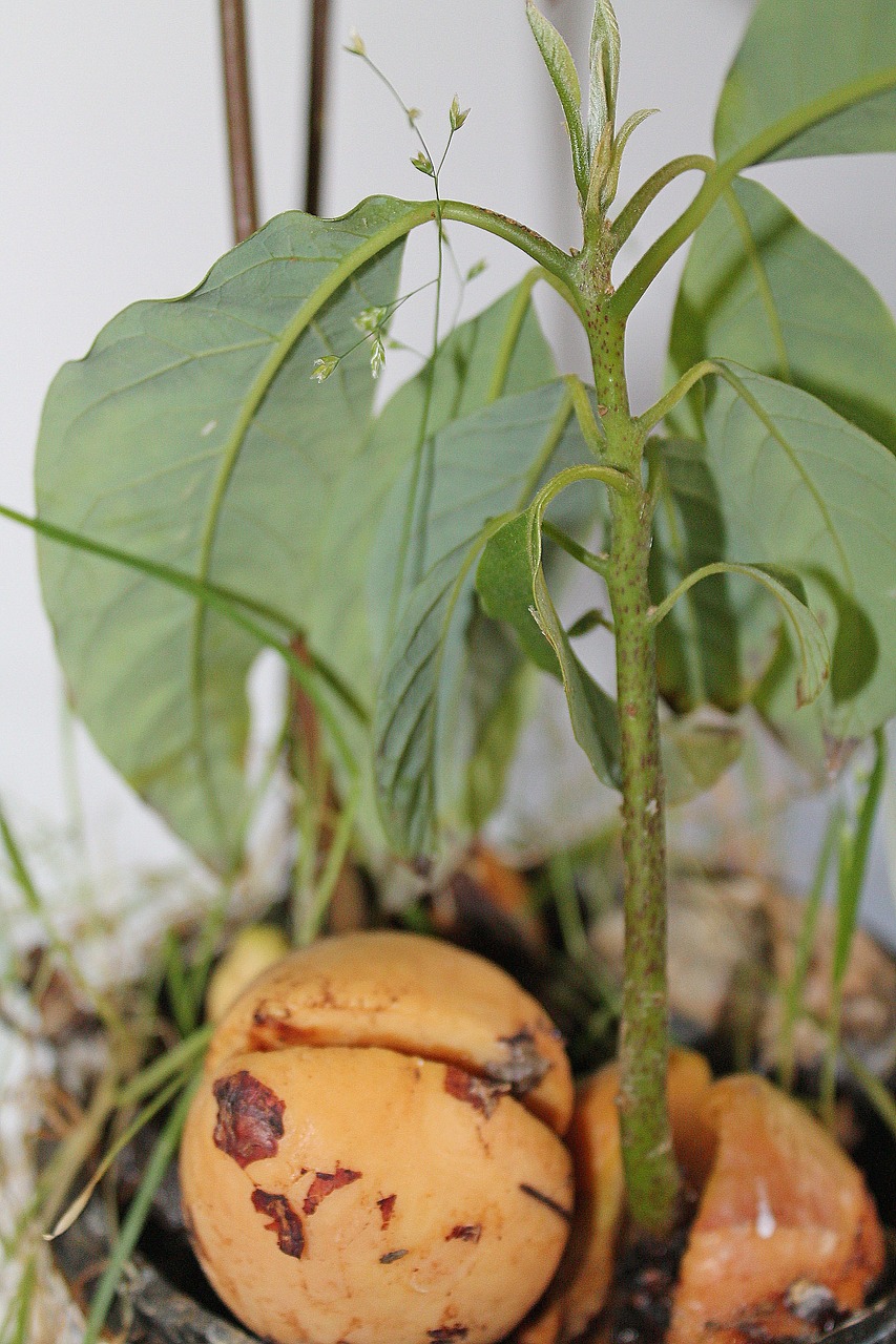 2. Síntomas y ciclo de Phytophthora cinnamomi en aguacate
