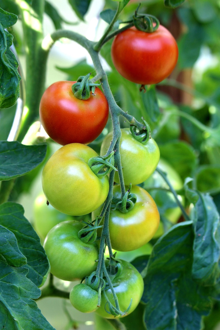 4. Resultados agronómicos y beneficios en condiciones de estrés abiótico