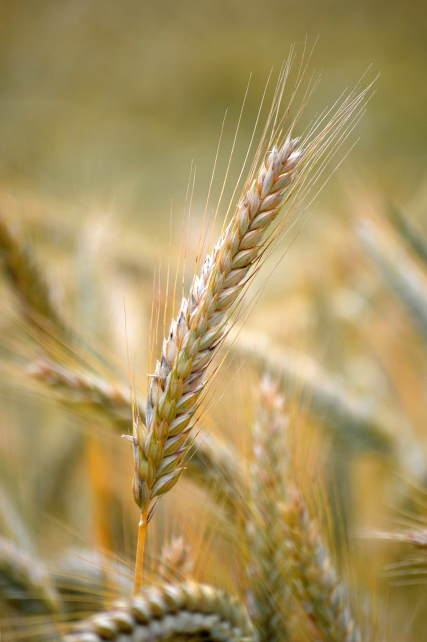 Bioestimulantes más efectivos para el cuajado