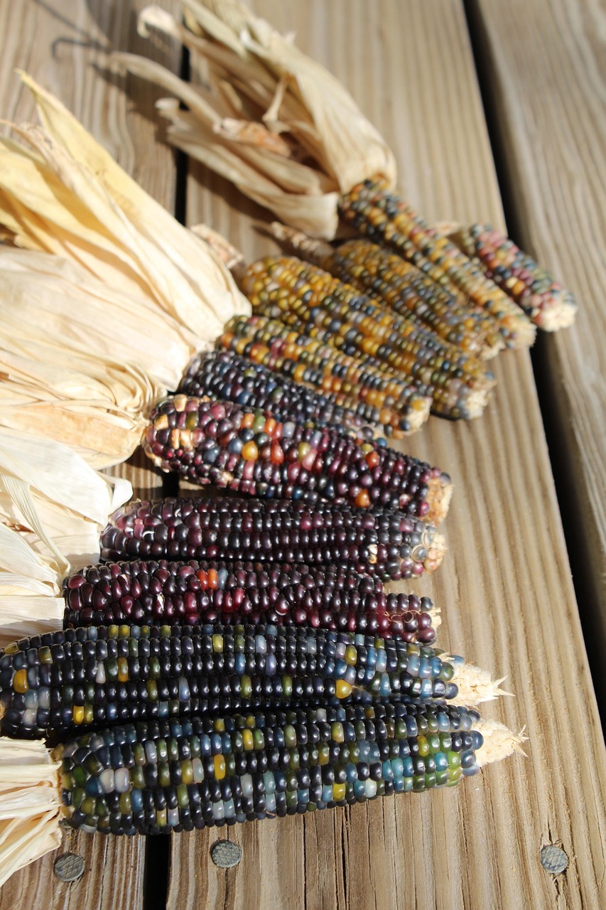 3. Efectos de Scenedesmus en la calidad del grano de maíz