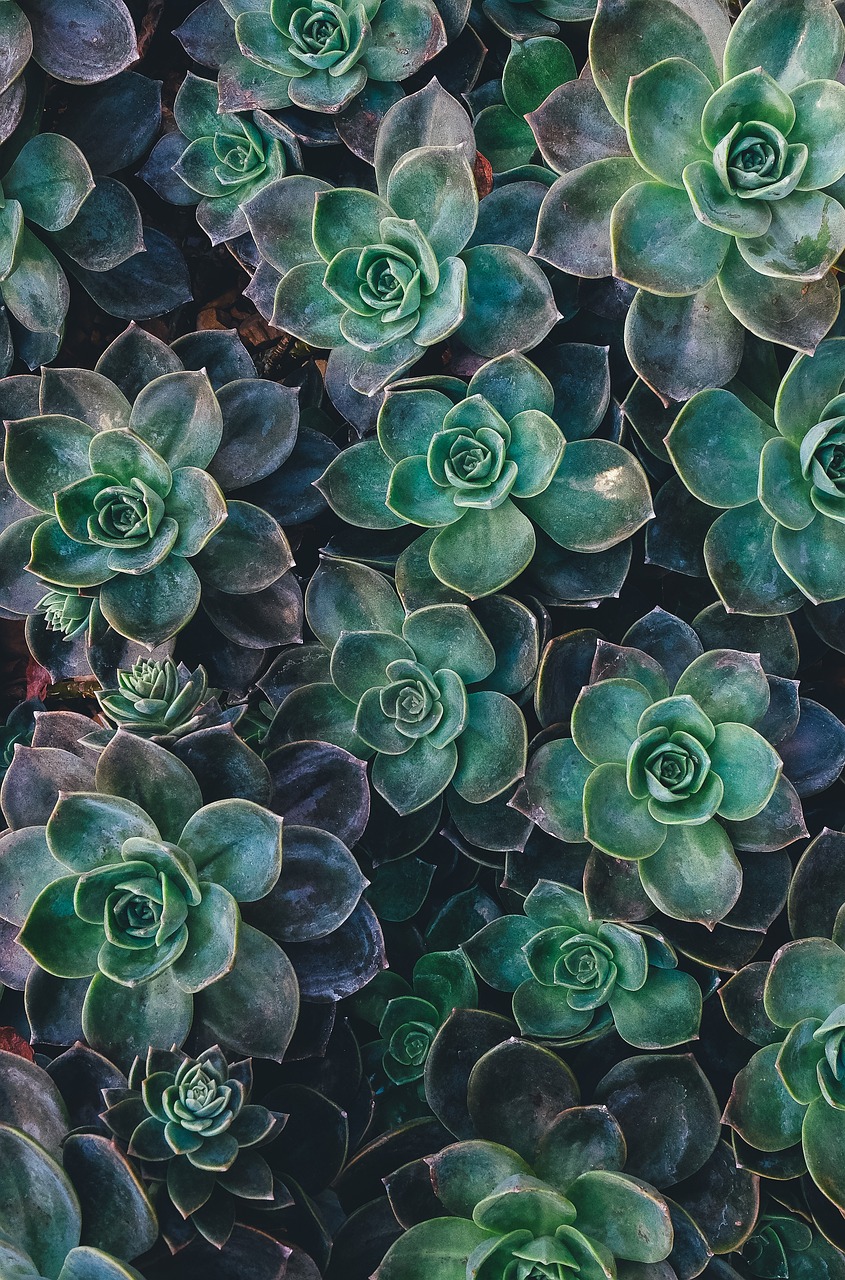 3. Mecanismos de acción de las algas unicelulares en la fisiología vegetal