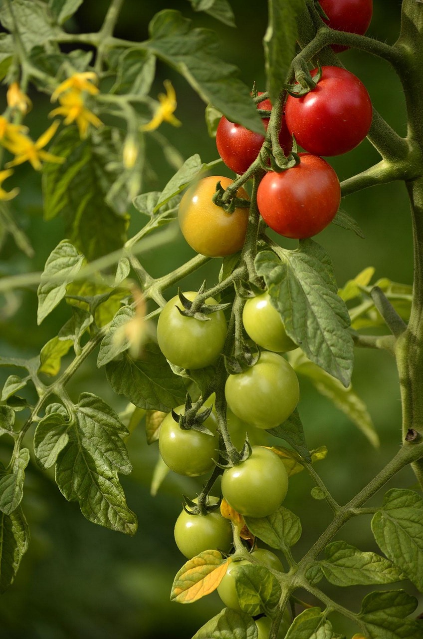 4. Beneficios agronómicos en cultivos europeos clave