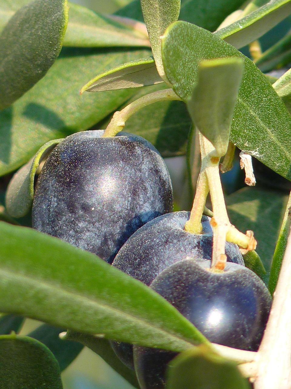 3. Beneficios agronómicos en olivar