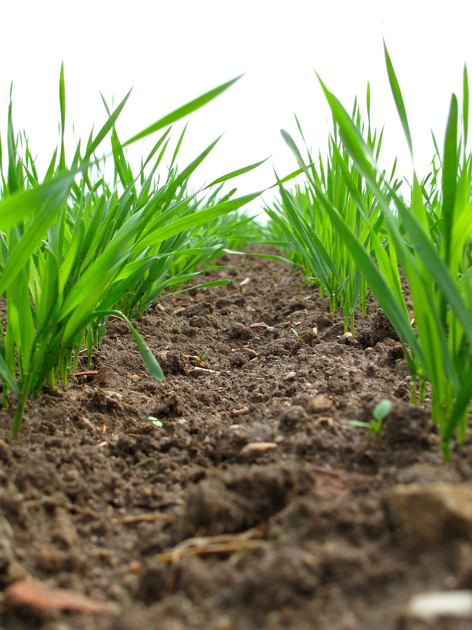 Plantación de mora en campo abierto