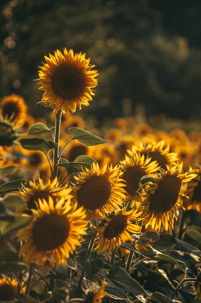 4. Estrategias agronómicas para prevenir el till-up en cultivos clave