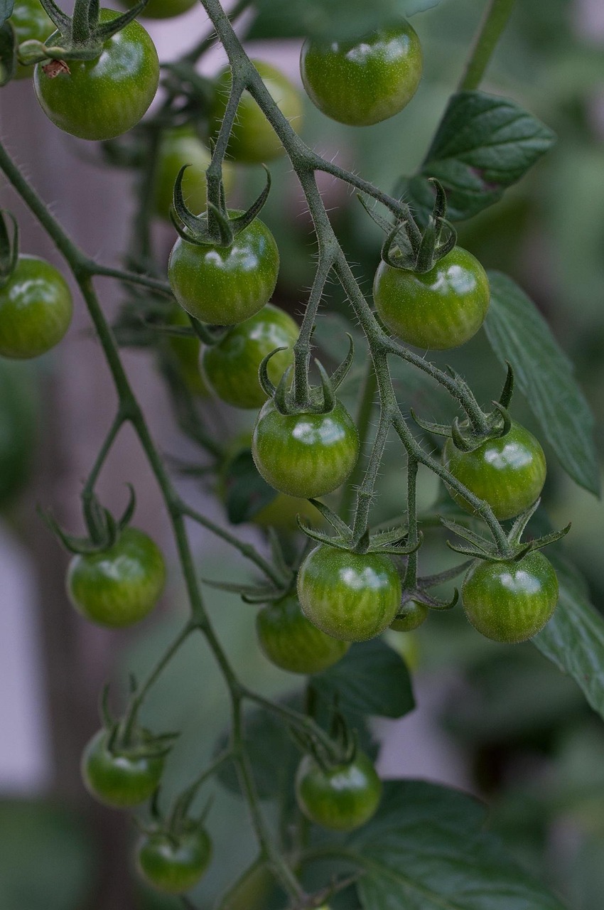 Mecanismos fisiológicos del daño por calor en tomate