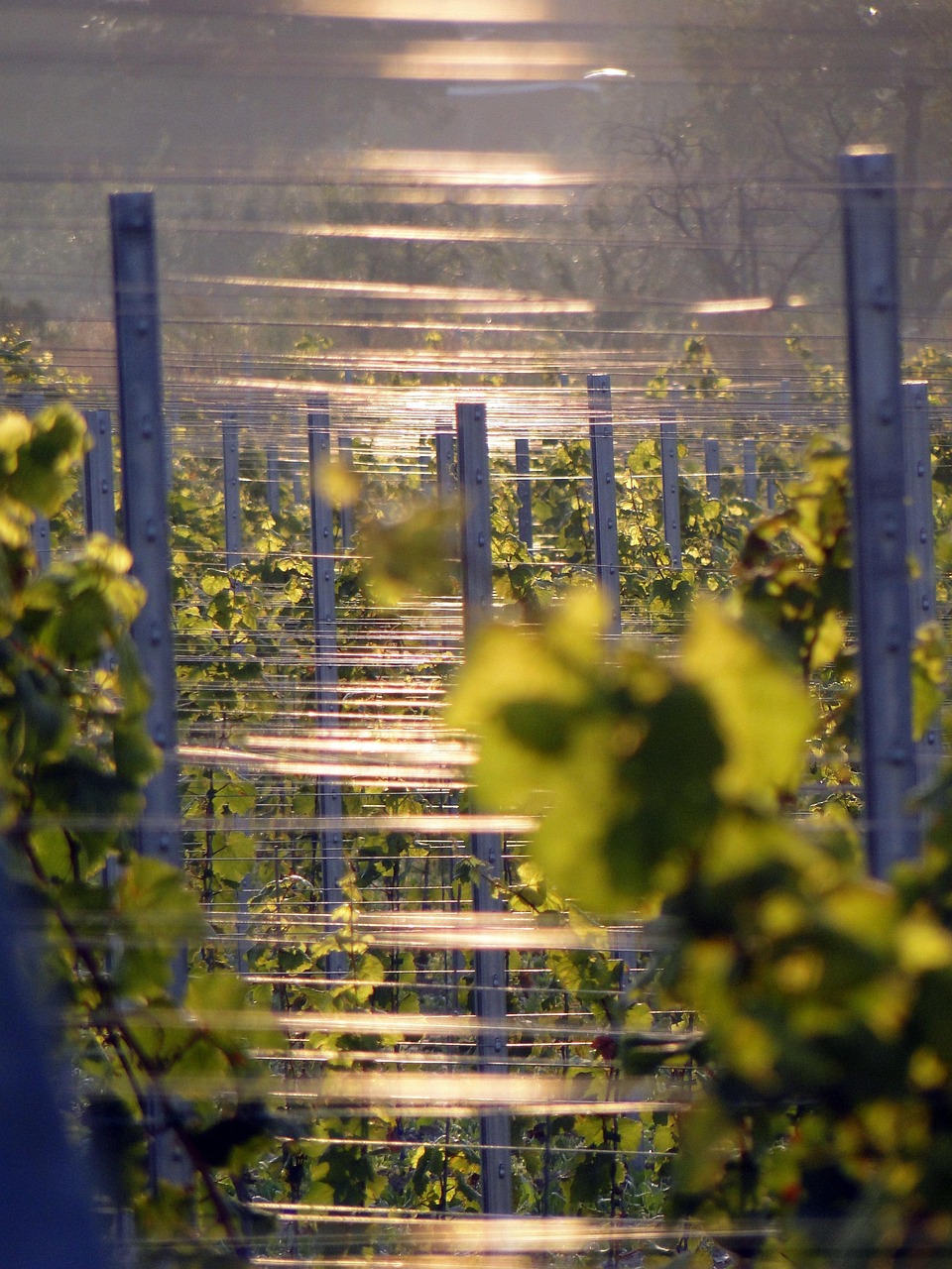Viñedo ecológico saludable al atardecer