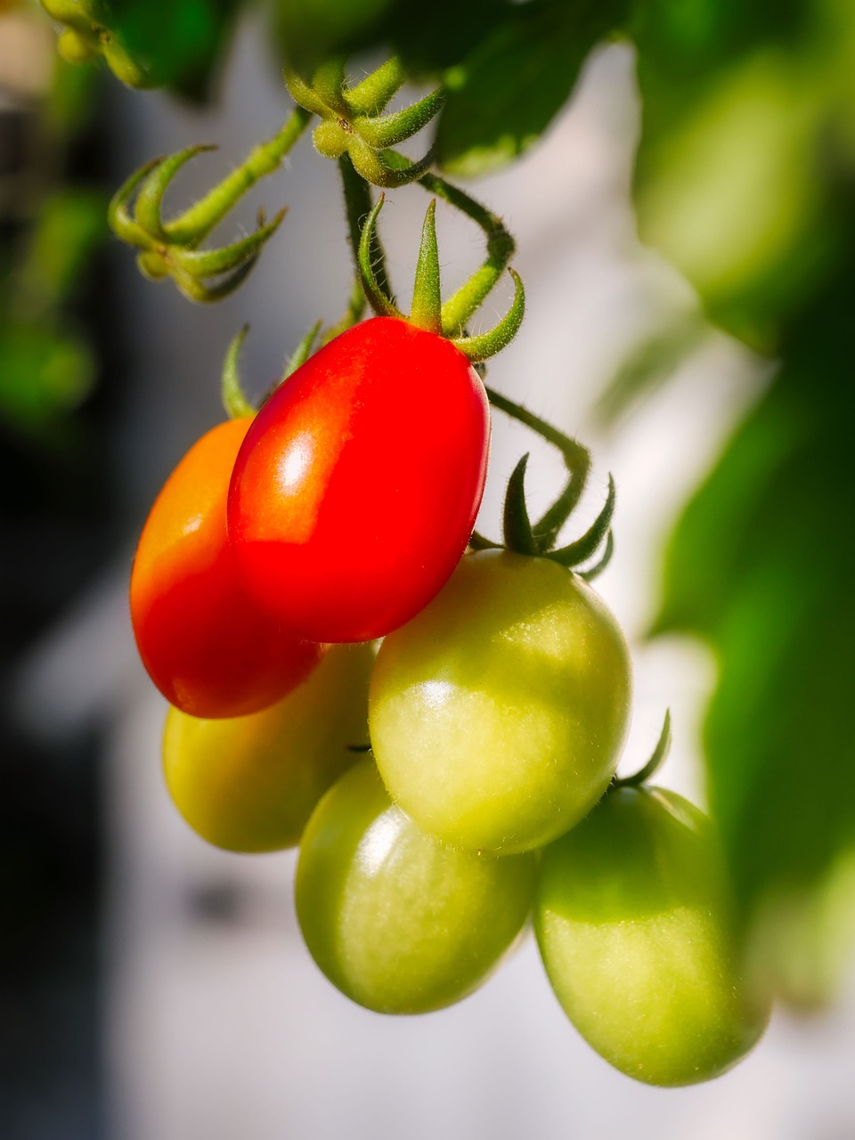 Factores que afectan el microbioma en el cultivo de tomate