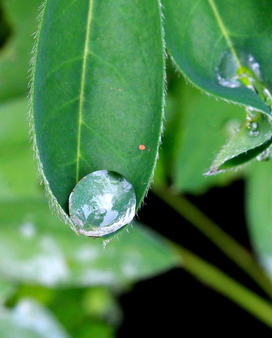 Cultivo de microalgas para bioestimulante