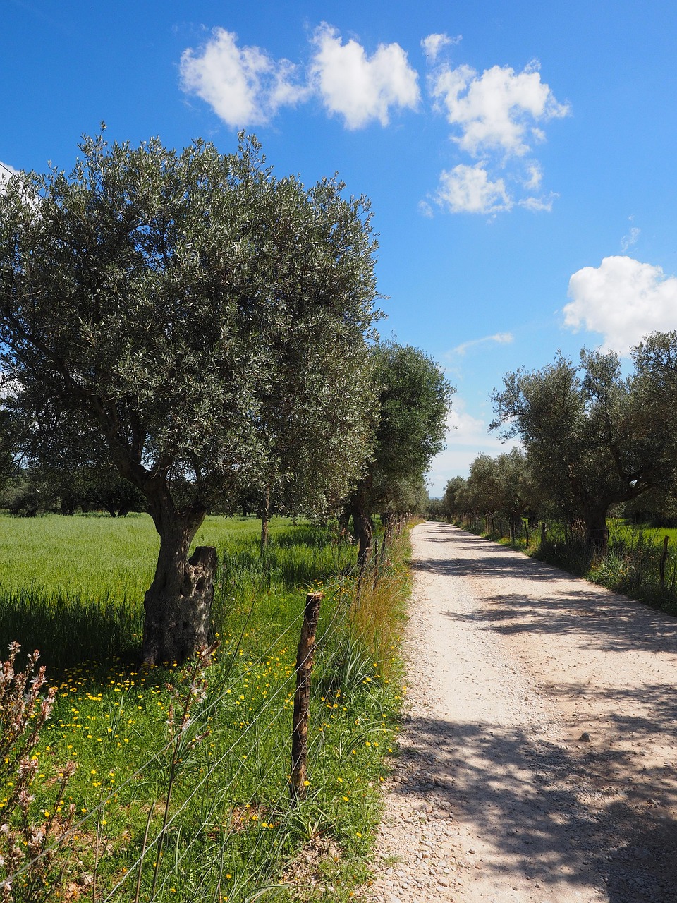 Aplicación de microalgas en olivar