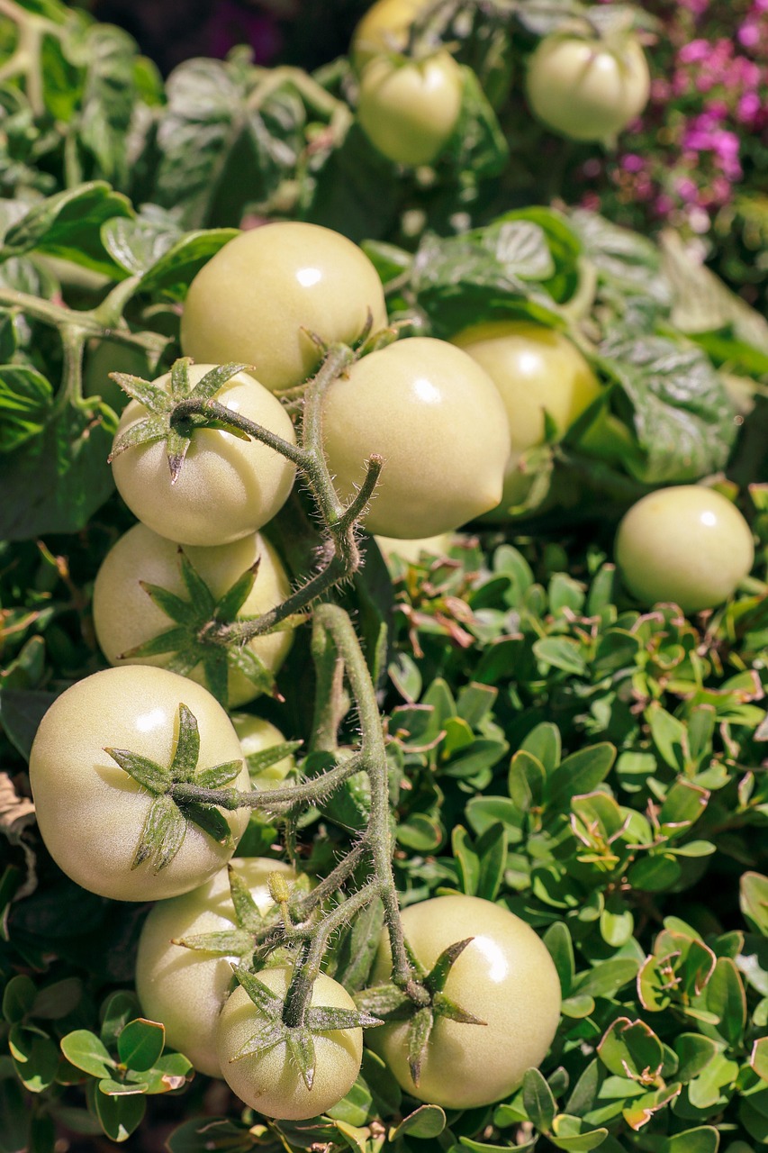 ¿Qué es un suelo vivo y por qué es clave para la defensa del tomate?