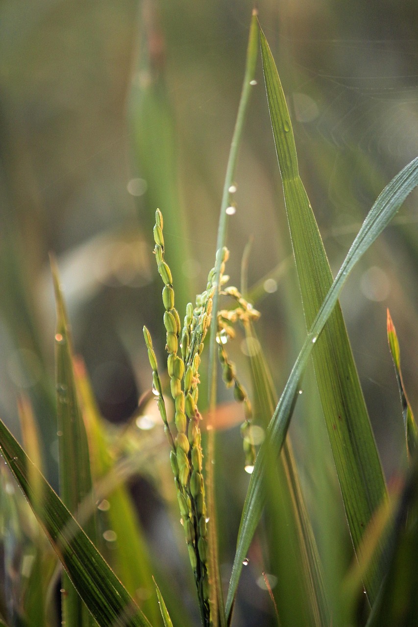 Beneficios agronómicos en cultivos europeos