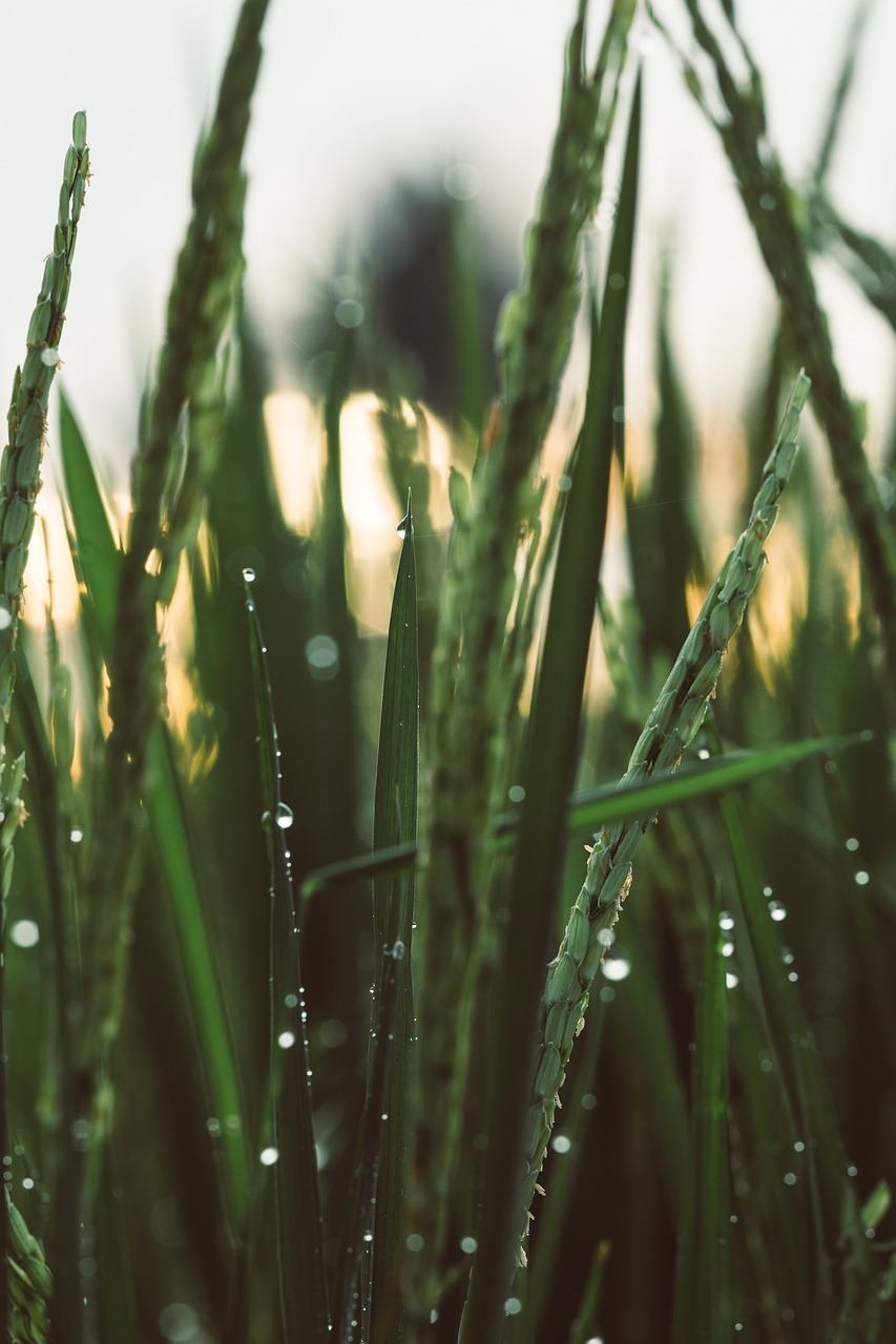 Beneficios para el cultivo de arroz
