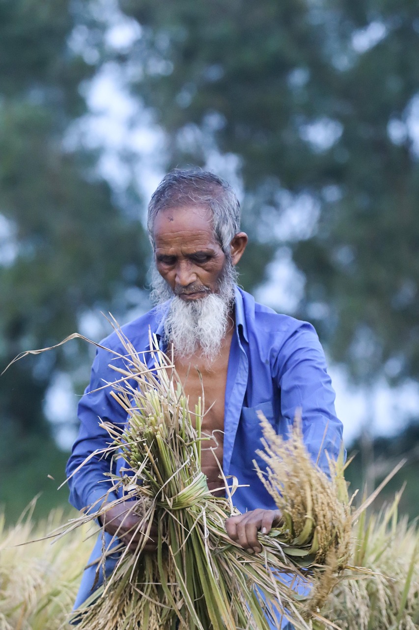 Estrategias de aplicación en arroz ecológico